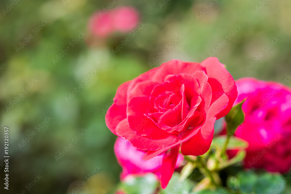 Close up of red rose on a bush in a garden