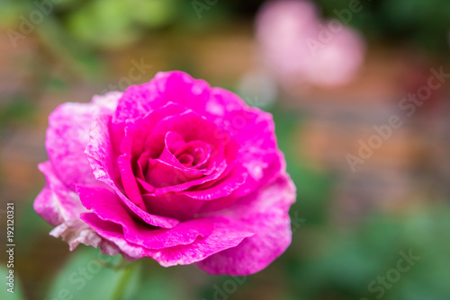 Close up of pink rose on a bush in a garden