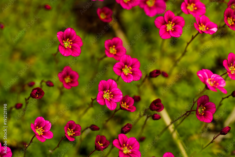 Red flowers against the background of grass Red flowers against the background of grass
