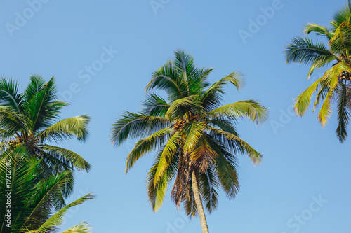 Palm trees against blue sky, Palm trees at tropical coast, vintage toned and stylized, coconut tree,summer tree ,retro