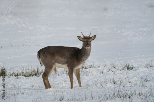 Wallpaper Mural Wildlife photo - fallow deer on snowy meadow, little Carpathian, Slovakia forest, Europe Torontodigital.ca