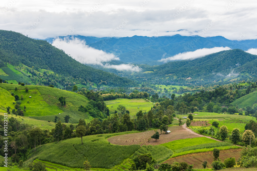 corn fields at Pa pong Pieng in Chiang Mai, Thailand