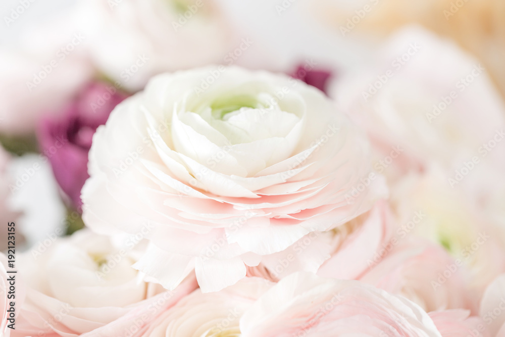 Persian buttercup. Bunch pale pink ranunculus flowers light background. Glass vase on pink vintage wooden table. Wallpaper