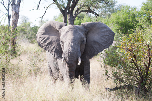 Elefant in Südafrika