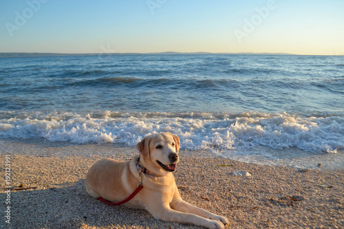 Golden labrador retriever dog sunbathing at the beach