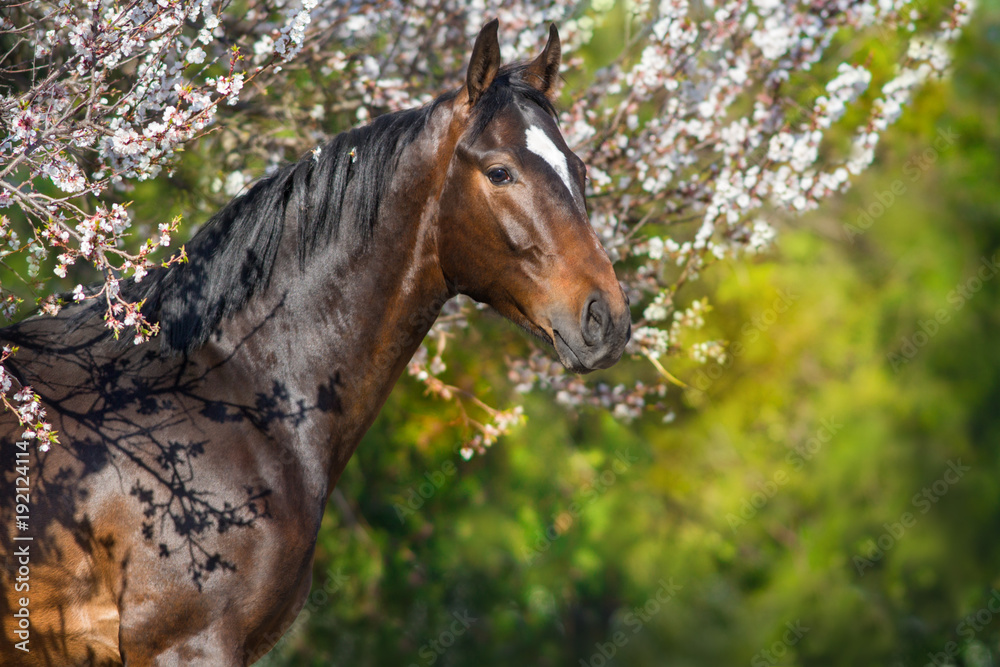 Bay horse portrait in spring blossom tree Bay horse portrait in spring blossom tree