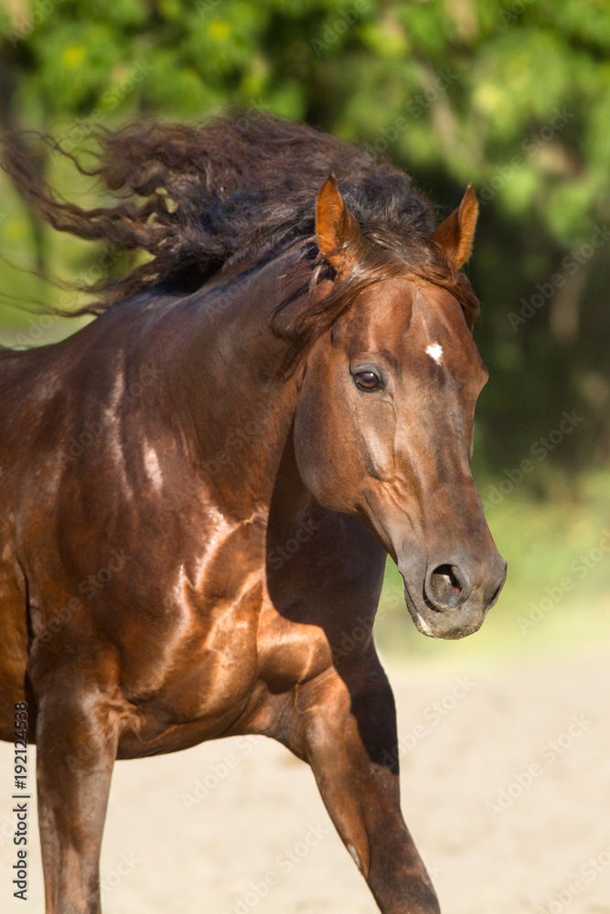 Red horse with long mane run free Red horse with long mane run free