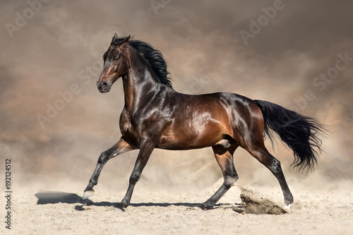 Bay horse in dust run fast in desert dust