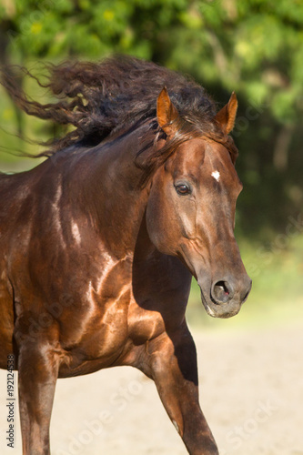 Red horse with long mane run free