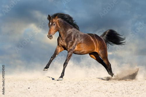 Bay horse in dust run fast against blue sky