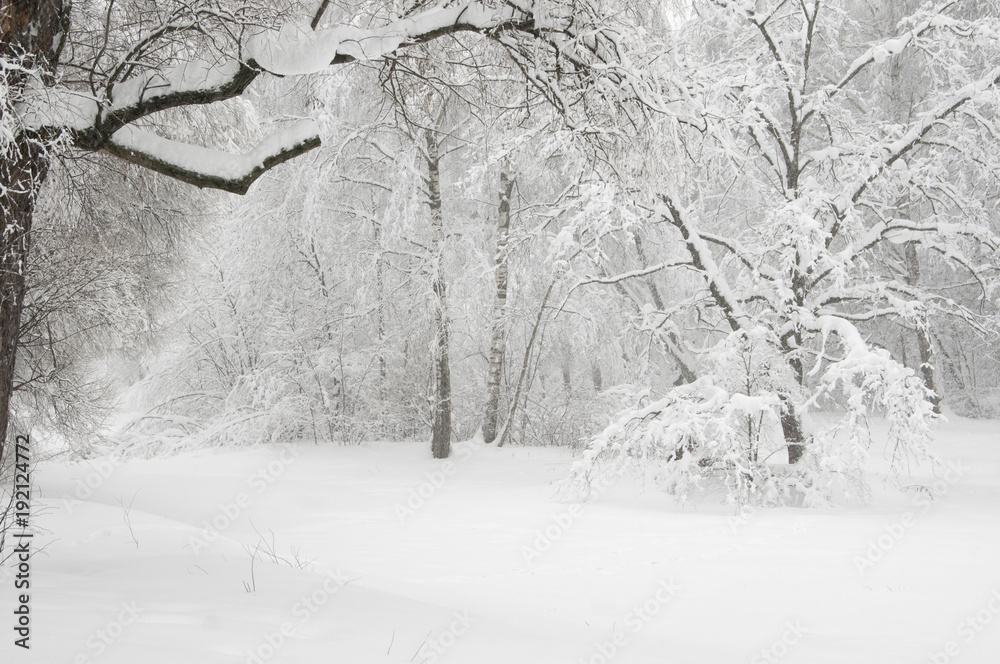 Fototapeta premium Winter landscape with a pond