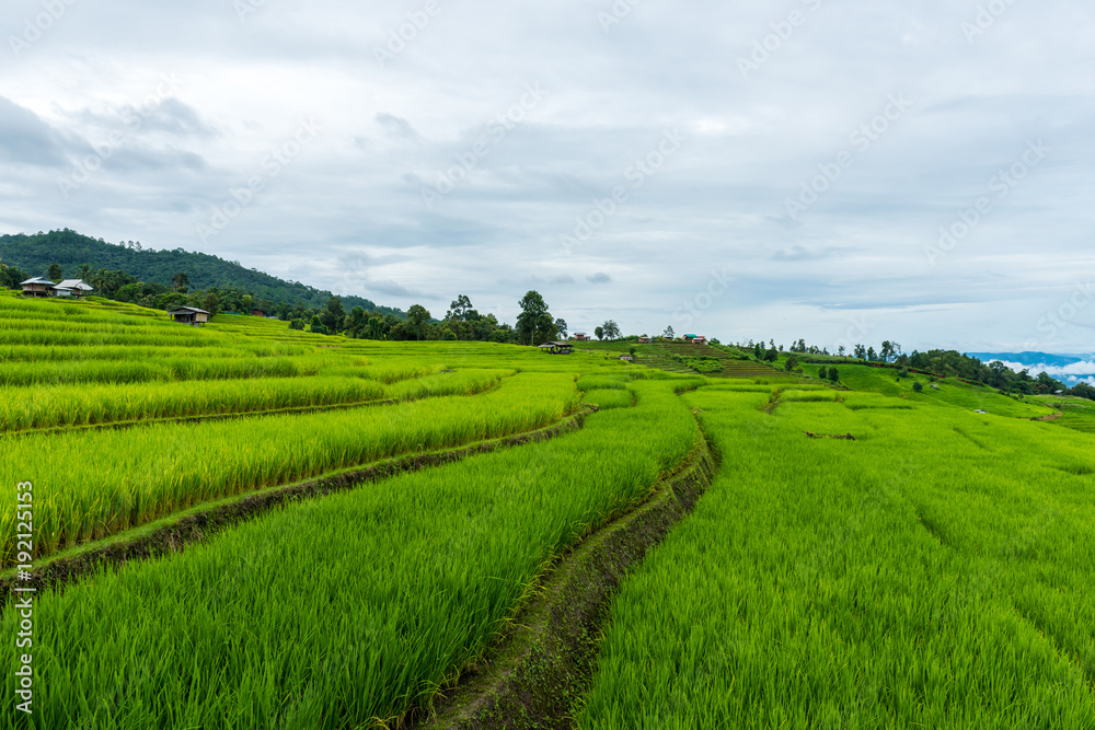 Terraced rice fields at Pa pong Pieng in Chiang Mai, Thailand