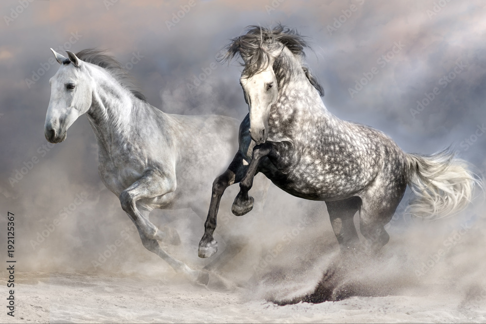 Fototapeta Dwa białe andaluzyjskie konie biegną w pustynnym pyle