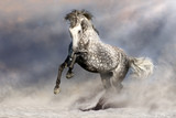 Beautiful grey horse with long mane in motion