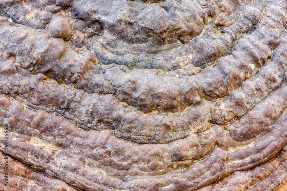 Superficie superior  del sombrero del Hongo Yesquero. Polyporus fomentarius.