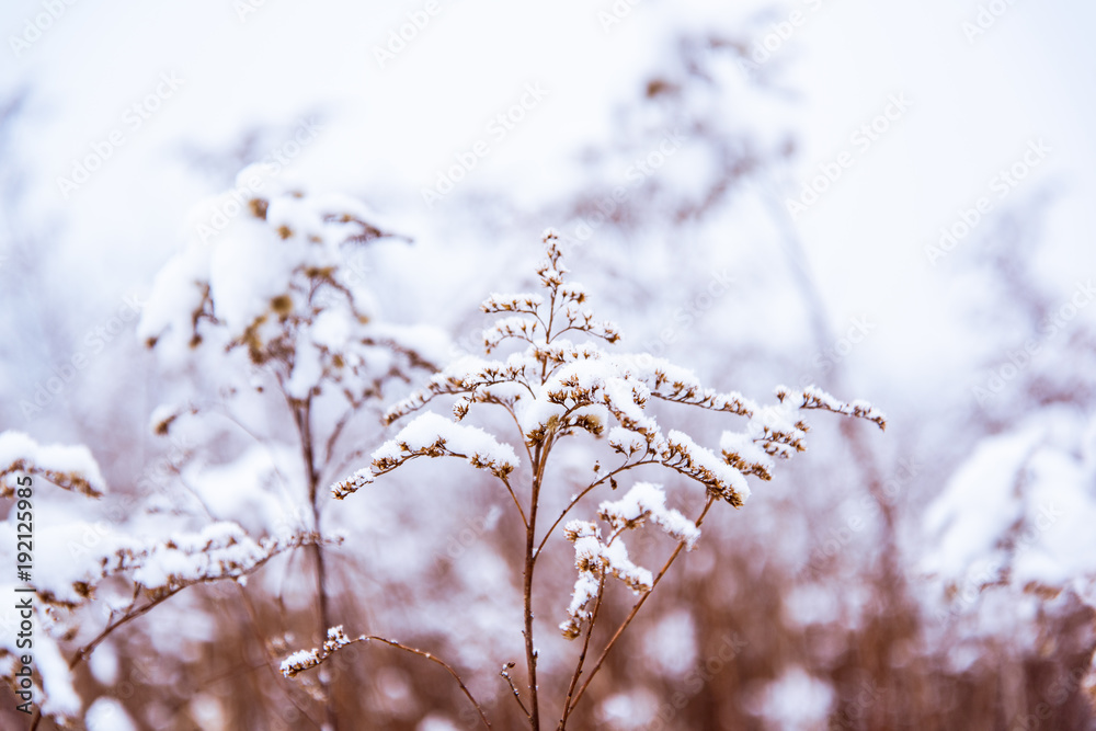 Winter snowy plant with bokeh and copy space Winter snowy plant with bokeh and copy space