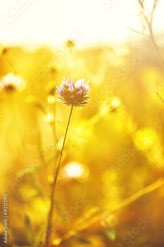 spring meaodow wild flower in green grass and fresh bright morning sunlight