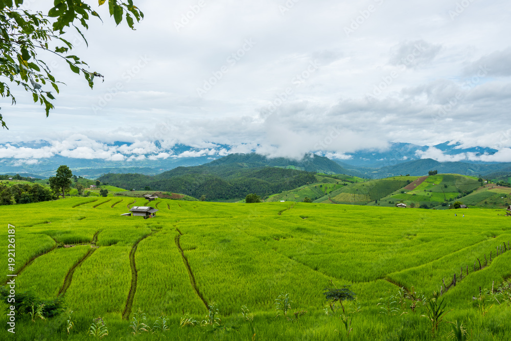 Obraz premium Terraced rice fields at Pa pong Pieng in Chiang Mai, Thailand