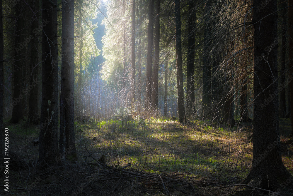 Sunlight illuminates foliage in a dark forest