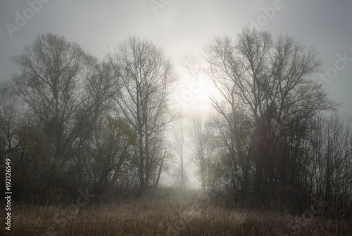 foggy autumn morning in the poplar grove
