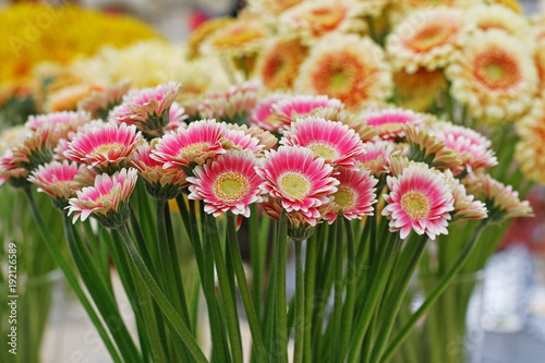 Bouquet of beautiful yellow-pink gerberas (Piccolini Ravenna) photo