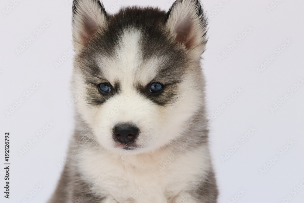 Siberian  husky puppy blue eye looking 