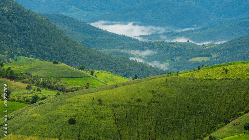 corn fields at Pa pong Pieng in Chiang Mai, Thailand