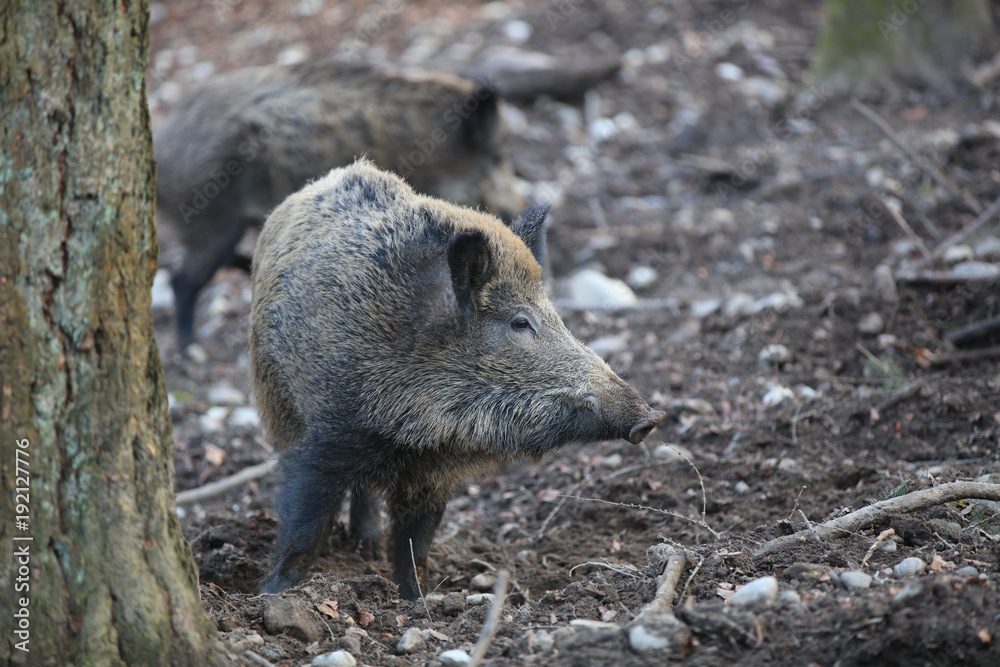 Wildschwein im Wald (Sus Scrofa) Wildschwein im Wald (Sus Scrofa)
