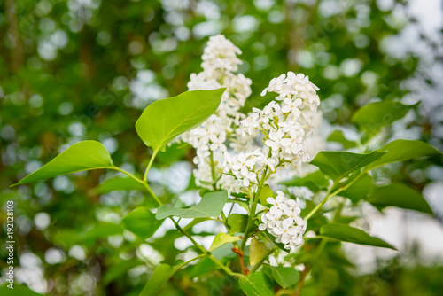 White lilac flower