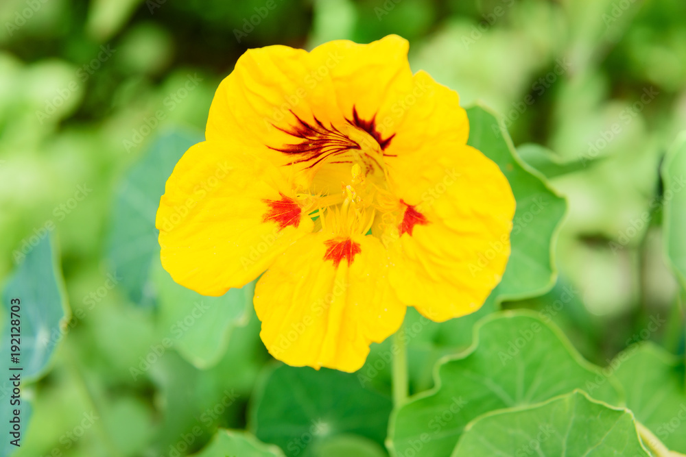 Orange Nasturtium flower. Tropaeolum majus Orange Nasturtium flower. Tropaeolum majus