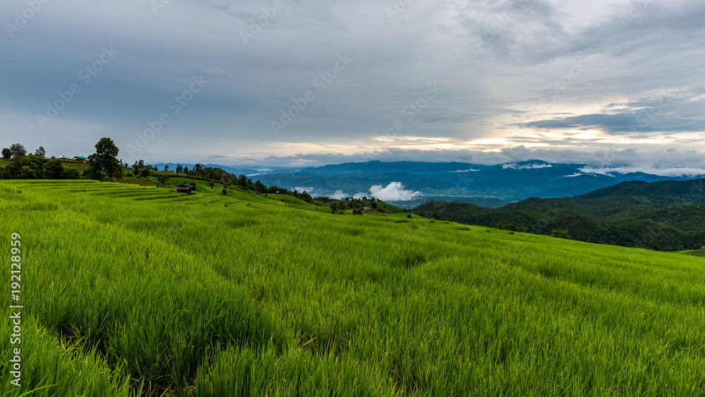 Terraced rice fields at Pa pong Pieng in Chiang Mai, Thailand