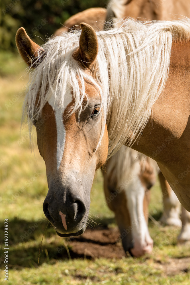 Fototapeta premium Portrait of a White and Brown Horse