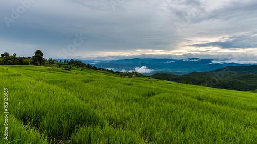 Terraced rice fields at Pa pong Pieng in Chiang Mai, Thailand