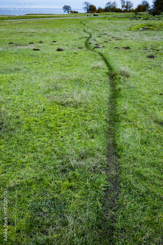 Prints after a flock of sheep who have trampled over the meadow