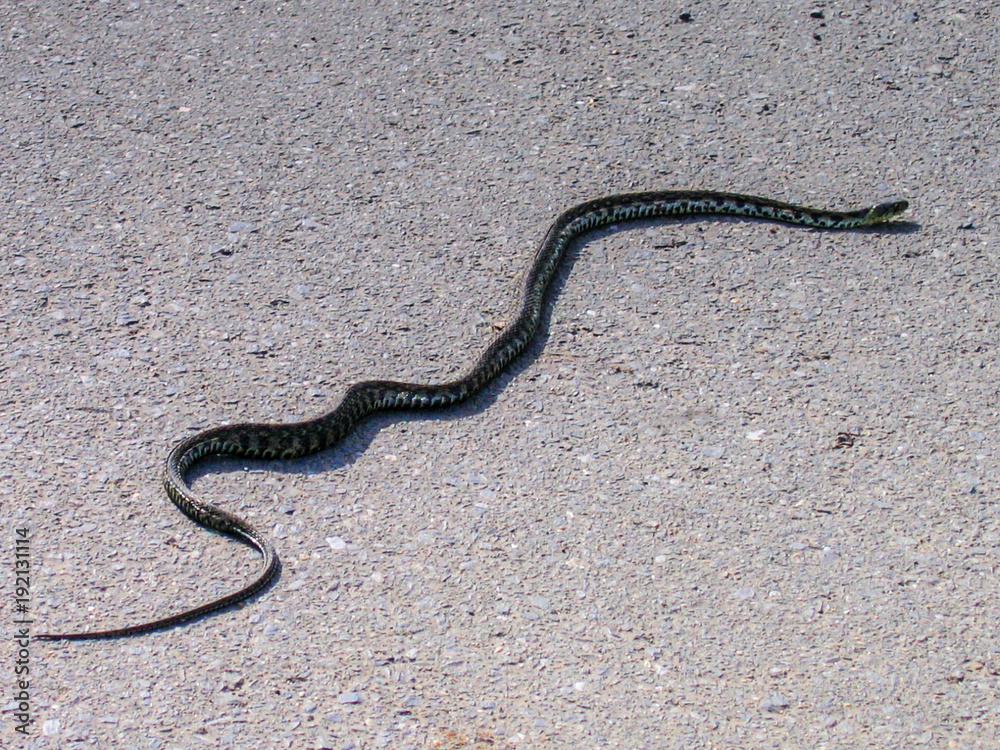 snake on the asphalt road