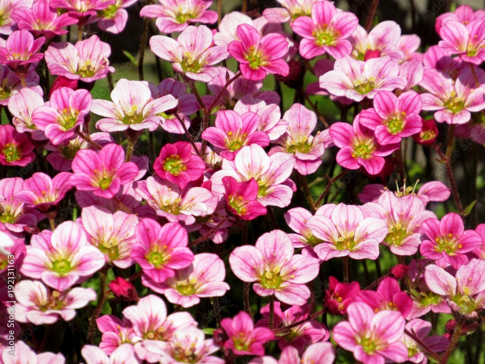 Naklejka premium Background little pink flowers plant. Saxifraga pink little flowers background. Purple flowers or pink mountain little saxifrage grown in rock background. Many little pink flowers saxifraga background