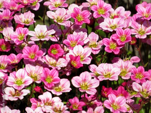 Background little pink flowers plant. Saxifraga pink little flowers background. Purple flowers or pink mountain little saxifrage grown in rock background. Many little pink flowers saxifraga background