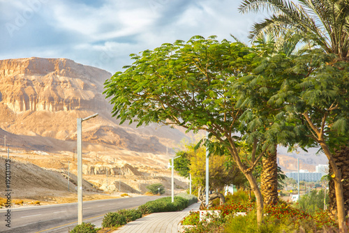 Road for cars near the Dead Sea, palm trees, watering and different trees and flowers © Анна Ковальчук