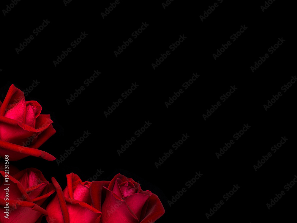Top view and close-up image of beautiful blooming red rose flowers ...