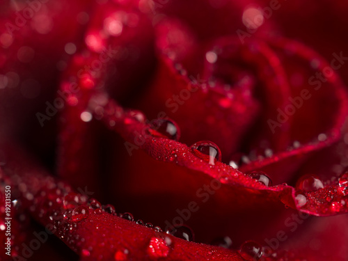 Close-up image of droplets on beautiful blooming red rose flower  Selective focus and shallow DOF  Valentine day concept