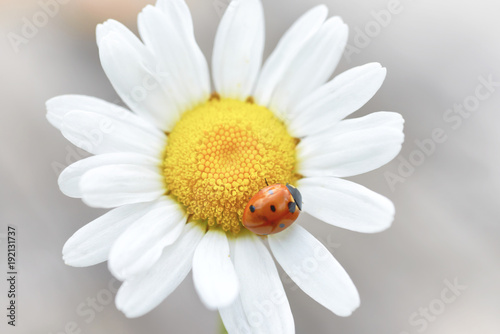White daisy with red ladybug on petal, macro shot