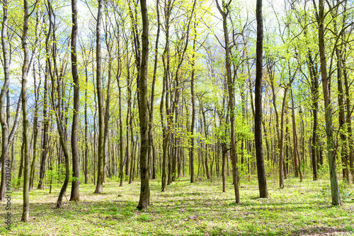 Fototapeta Naklejka Na Ścianę i Meble -  Green spring forest with young new green leaves on the trees
