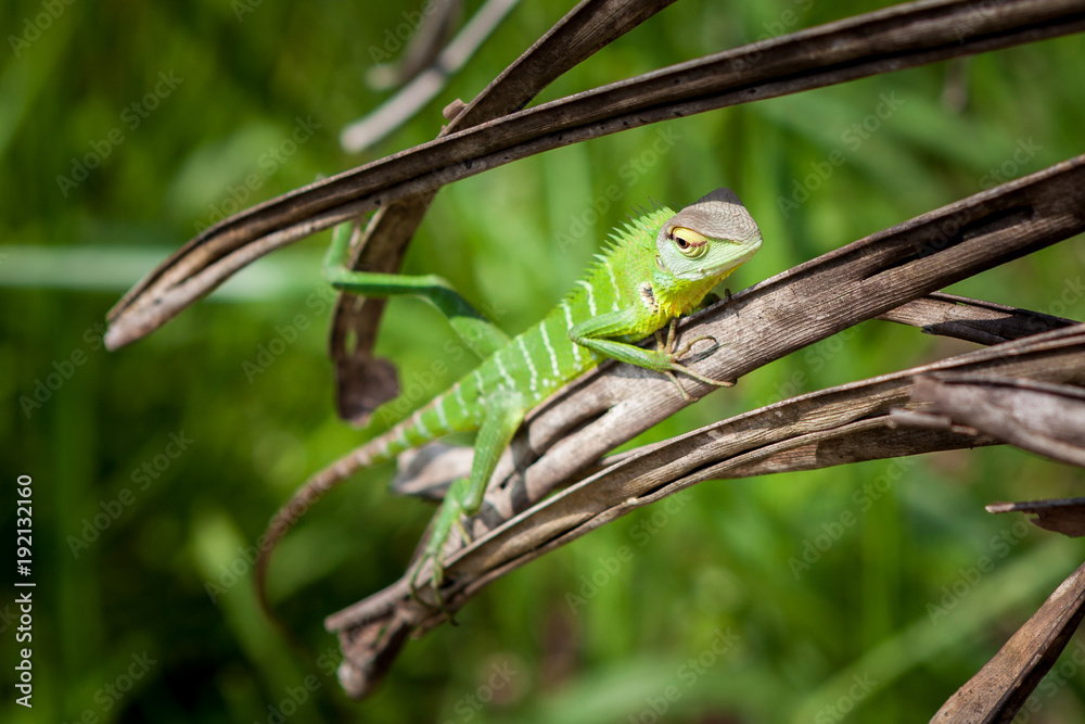 Naklejka premium Green lizard relaxed on a grass. Beautiful closeup animal reptile in the nature wildlife habitat, Sinharaja, Sri Lanka