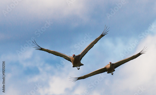 Kranich - Grus canadensis photo