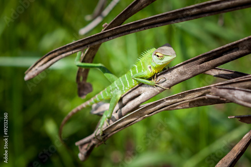 Green lizard relaxed on a grass. Beautiful closeup animal reptile in the nature wildlife habitat, Sinharaja, Sri Lanka