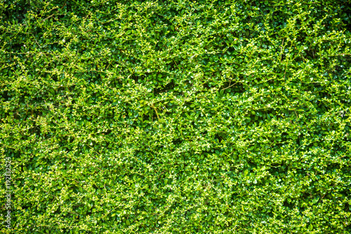 Wall of green trees backgrounds.
