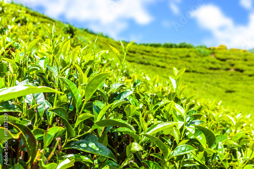 Green tea bud and fresh leaves. Tea plantations fields in Nuwara Eliya, Sri Lanka
