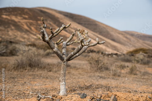 Euphorbia balsamifera ou Tabaiba dulce à Lanzarotte photo