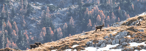 Steinbock Steinwild