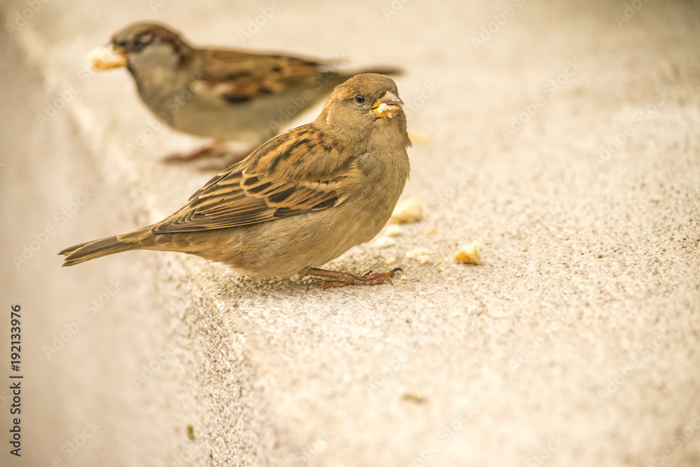 house sparrow in a pedestrian area